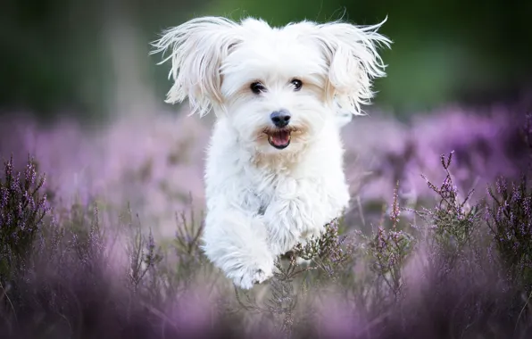 Картинка собака, бег, белая, болонка, вереск