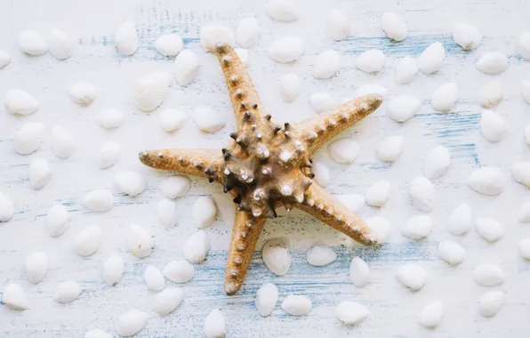 Картинка фон, ракушки, морская звезда, summer, wood, marine, starfish, composition