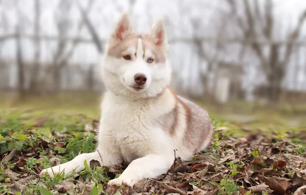 Animals, dog, shaggy, Siberian husky