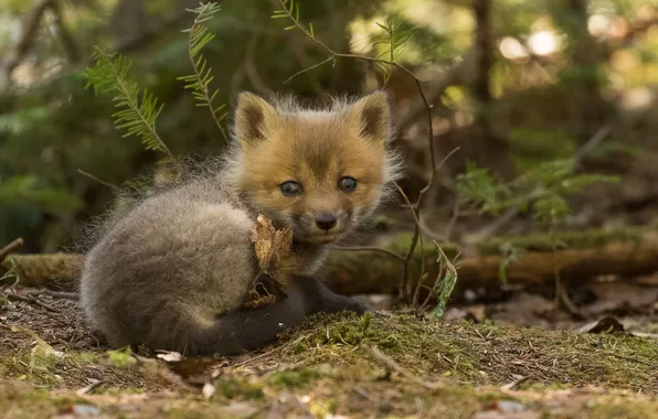 Картинка grass, fox, animals, wildlife