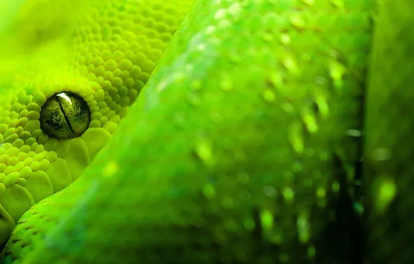 Зеленый, Змея, питон