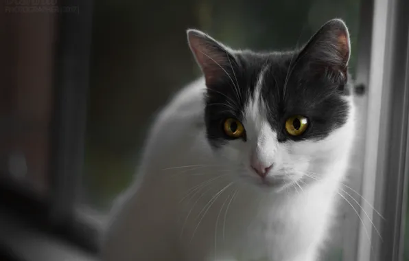 Кошка, взгляд, котэ, желтые глаза, кошечка, бело-серая, беспородная кошка, бело-серая кошка