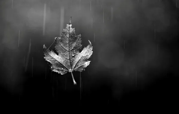 Картинка осень, стекло, капли, лист, дождь, листик, черно-белое, боке