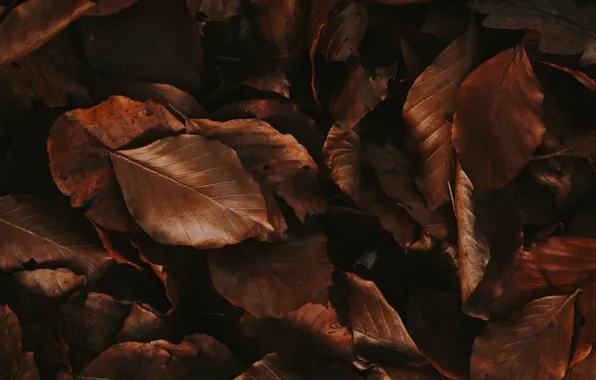 Осень, листья, листва, сухие, коричневые