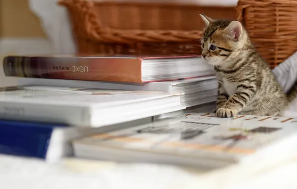 Корзина, книги, на столе, полосатый котёнок