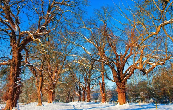 Картинка зима, деревья, природа, ветки. снег