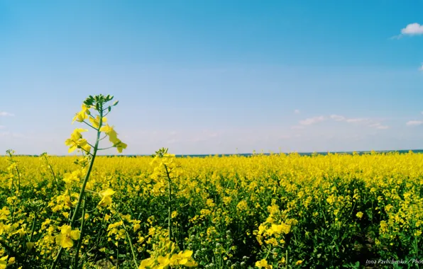 Цвета, природа, Украина