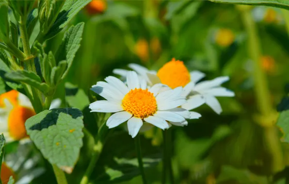 Картинка Природа, Весна, Ромашка, Nature, Spring