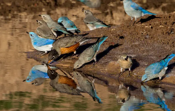 Вода, птицы, странствующий дрозд, голубая сиалия