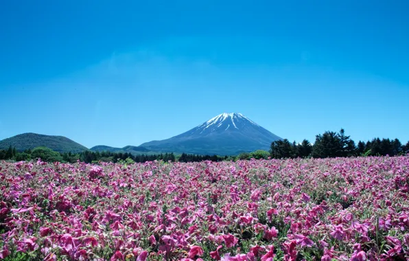 Пейзаж, цветы, гора, вулкан, Япония, Fuji