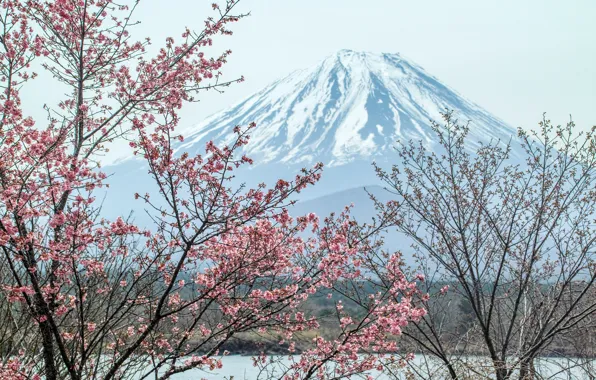 Картинка гора, вулкан, Япония, сакура, Fuji