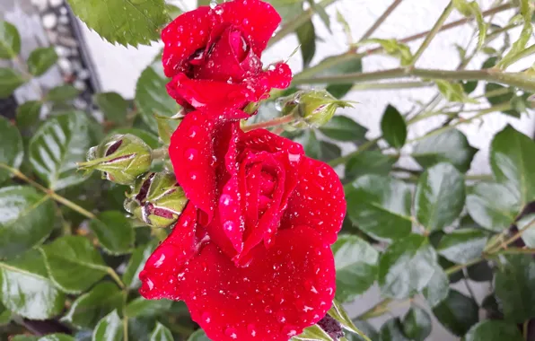 FLOWERS, SUMMER, RAIN