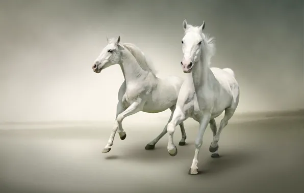 Две, кони, лошади, пара, белые, дуэт, светлый фон, два