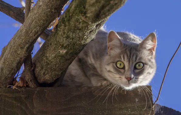Кошка, взгляд, мордочка