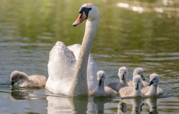 Картинка семья, лебедь, прогулка, мама, птенцы, водоем