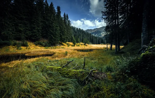 Картинка осень, лес, река