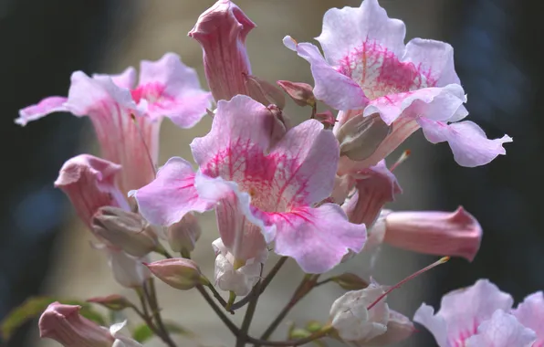 Макро, природа, растение, лепестки, кусты