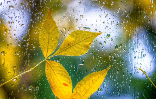 Осень, стекло, листья, капли, лист, дождь