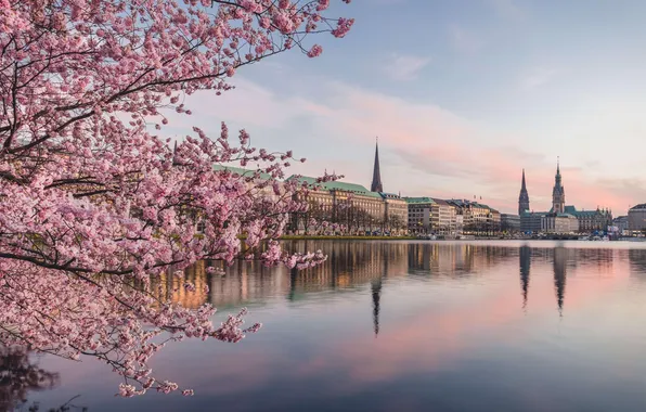 Картинка city, river, Germany, cherry blossom, Hamburg