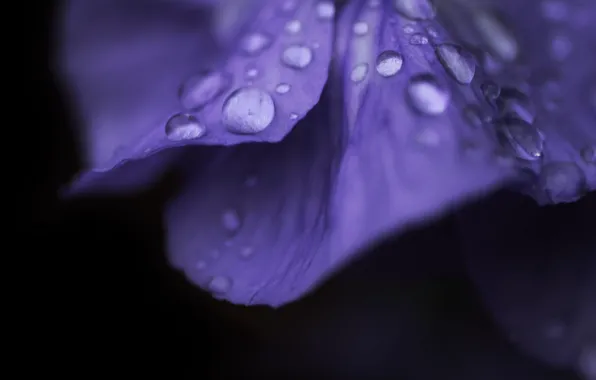 Картинка цветок, фиолетовый, вода, капли, макро, цветы, роса, фон