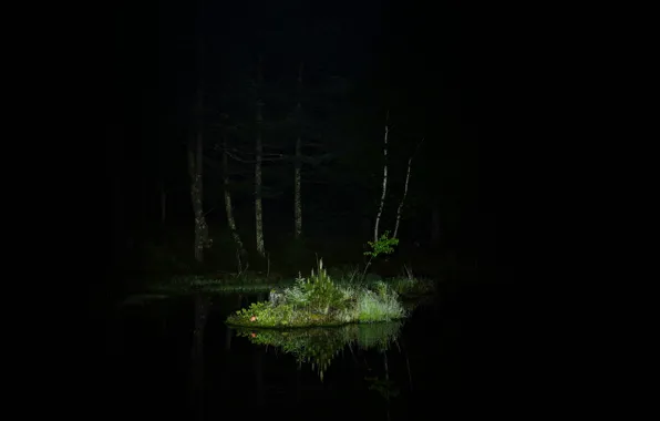 Картинка лес, трава, деревья, ночь, озеро, отражение, освещение, островок
