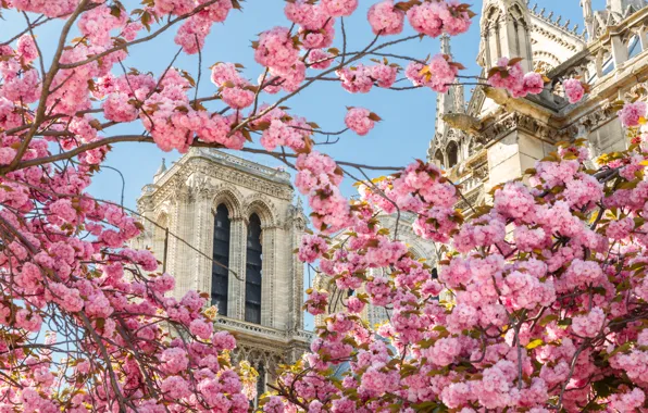 Картинка цветы, Франция, Париж, весна, Собор Парижской Богоматели