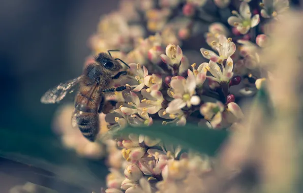 Картинка цветы, пчела, весна