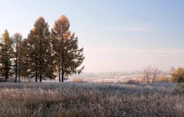 Картинка иней, поле, деревья