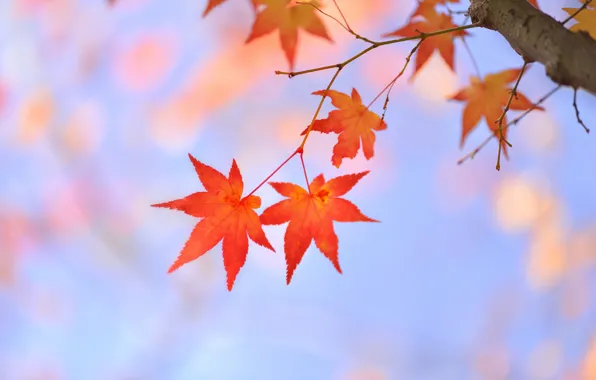 Листья, дерево, ветка, красные, клен, японский