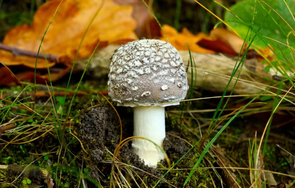 Forest, autumn, mushroom
