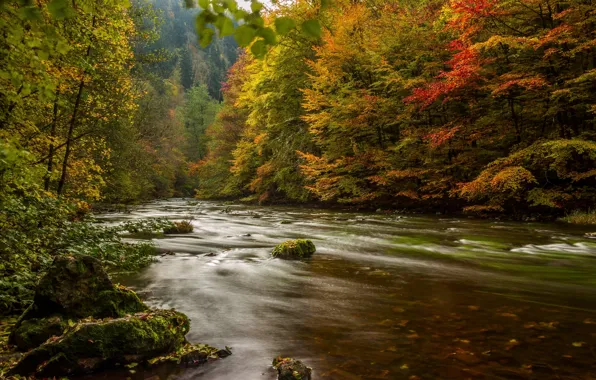 Картинка осень, лес, деревья, река, Германия, Germany, Harz, Гарц