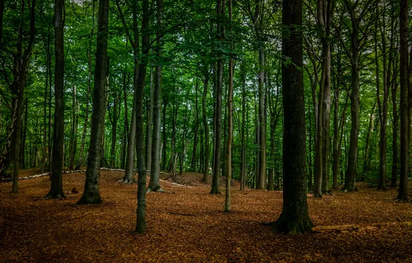 Картинка лес, деревья, природа