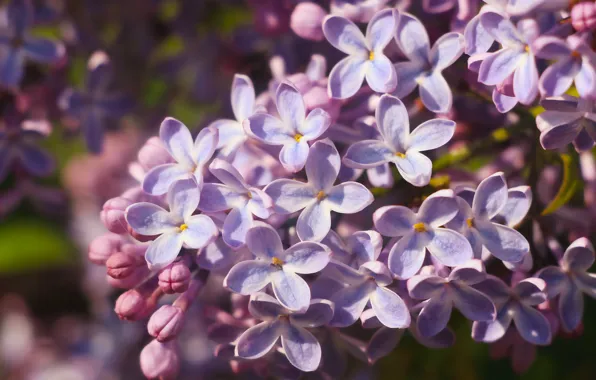 Flower, spring, lilac