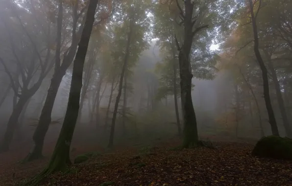Осень, лес, деревья, туман, листва, утро, листопад