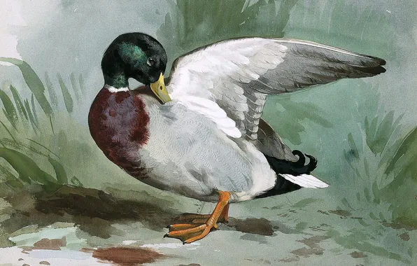 Птица, Картина, Archibald Thorburn, Арчибальд Торберн, Шотландский живописец, Селеэень
