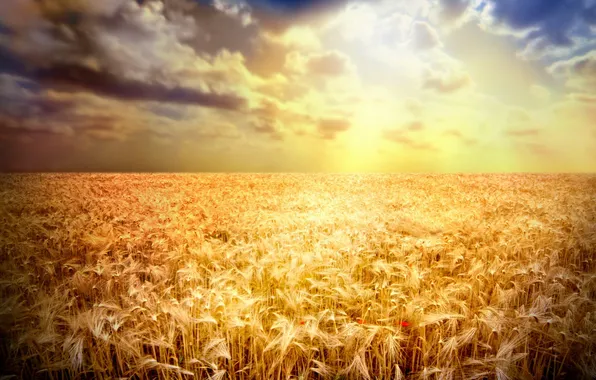 Пшеница, поле, лучи, закат, мак, колосья, золотистый