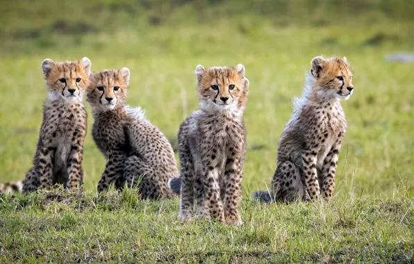 Картинка дикие кошки, гепарды, детёныши