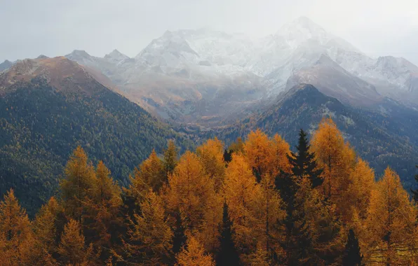Картинка осень, лес, деревья, горы, желтый, туман, холмы, вершины