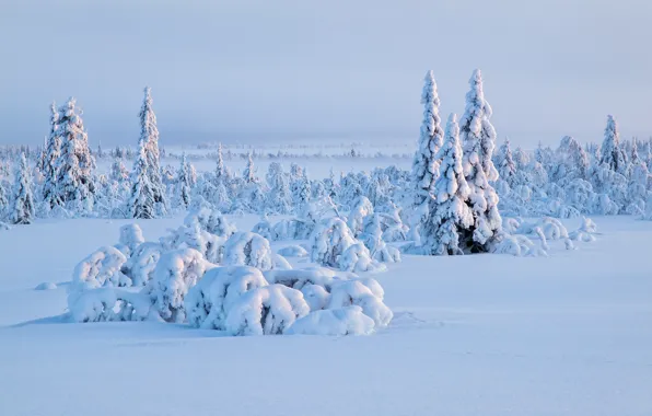 Картинка зима, небо, снег, деревья, ель