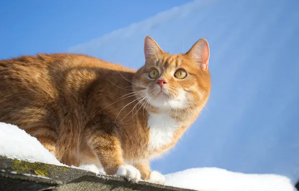 Картинка кошка, небо, взгляд, снег, рыжая, Полина Хрол