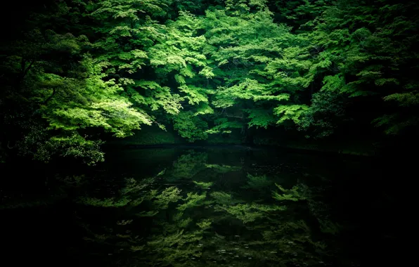 Картинка вода, деревья, пейзаж, река