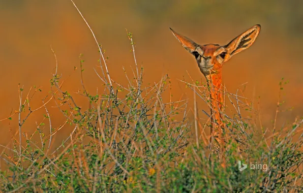 Картинка Африка, Кения, антилопа, геренук, Национальный заповедник Самбуру, жирафовая газель