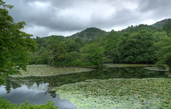 Зелень, деревья, пруд, парк, Япония, Kinkaku, Kyoto Gardens
