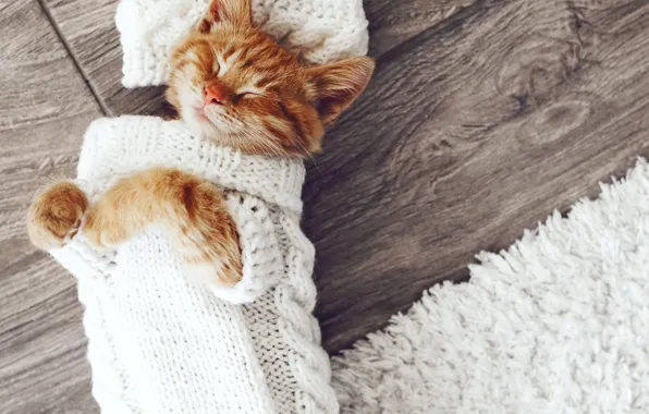 Кошка, ковер, спит, Cats, Sleep, Kittens