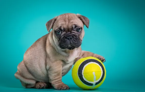 Картинка мяч, щенок, французский бульдог