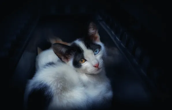 Кошка, кот, темный фон, котенок