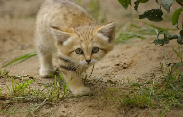 Картинка трава, взгляд, котёнок, барханная кошка, sand cat