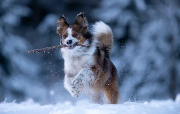 Картинка зима, снег, собака, бег, прогулка, палка, боке