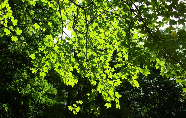 Green, tree, leaf