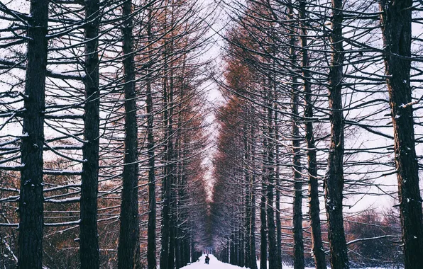 Картинка зима, лес, снег, люди, аллея